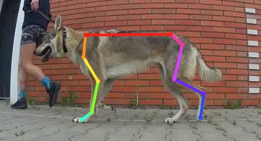 ../_images/canis.jpg